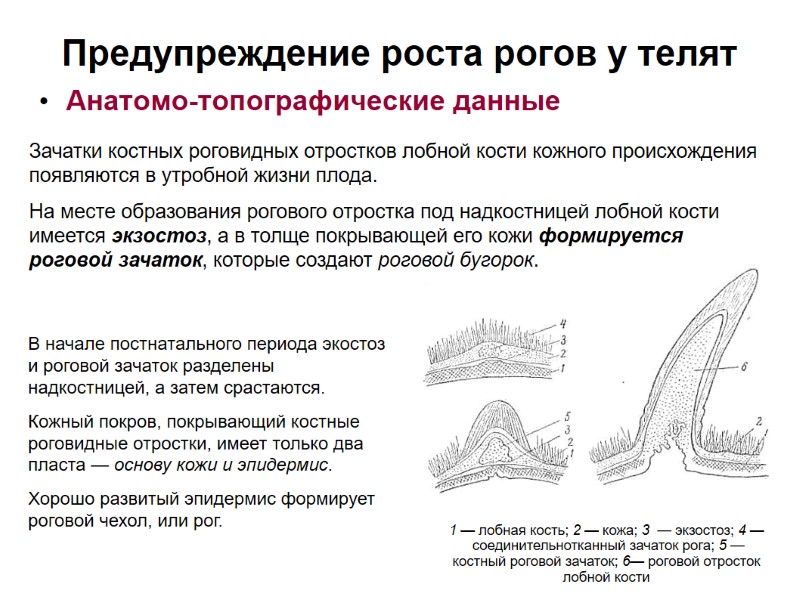 Предупреждение роста рогов у телят Анатомо-топографические данные В начале постнатального периода экостоз и роговой Предупреждение роста рогов у телят Анатомо-топографические данные В начале постнатального периода экостоз и роговой